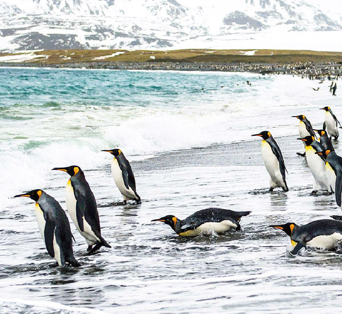 鷹飛國際旅行社 Infinity Tour | 南極 | 精選南冰洋最豐富的野生動物 福克蘭群島和南喬治亞島 Best of the Southern Ocean Falklands & South Georgia