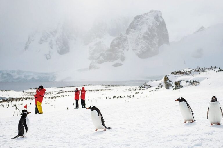南極 | 南極野生動物探險 福克蘭群島、南喬治亞島和南極洲 Antarctic Wildlife Adventure Falklands, South Georgia & Antarctica