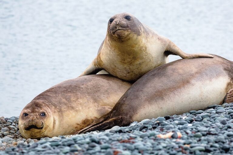 南極 | 企鵝和冰山王國 南極半島 Realm of Penguins & Icebergs Antarctic Peninsula