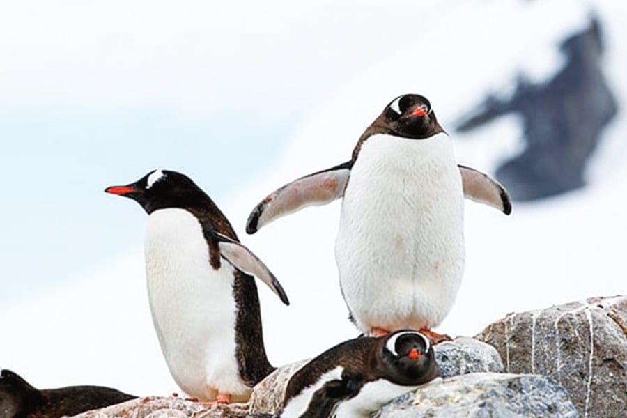 南極 | 南極野生動物探險 福克蘭群島、南喬治亞島和南極洲 Antarctic Wildlife Adventure Falklands, South Georgia & Antarctica