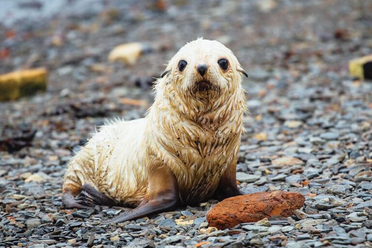 2024-0411 Antarctic Wildlife Adventure- image -9