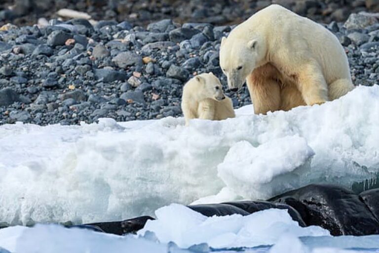 北極 | 鏡頭下的斯瓦爾巴群島(朗伊爾城下船)