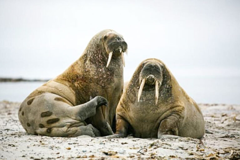北極 | 北極野生動物探險 West Svalbard West Svalbard & Polar Ice Edge