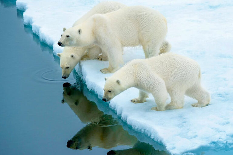 北極 | 深入探索北極熊的土地 In-Depth Exploration in the Land of the Polar Bear Svalbard Circumnavigation and Kvitøya