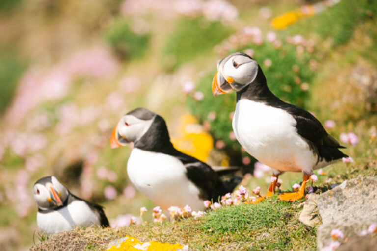 北極 | 鏡頭下的斯瓦爾巴群島 Svalbard Through the Camera Lens Svalbard & Polar Ice Edge