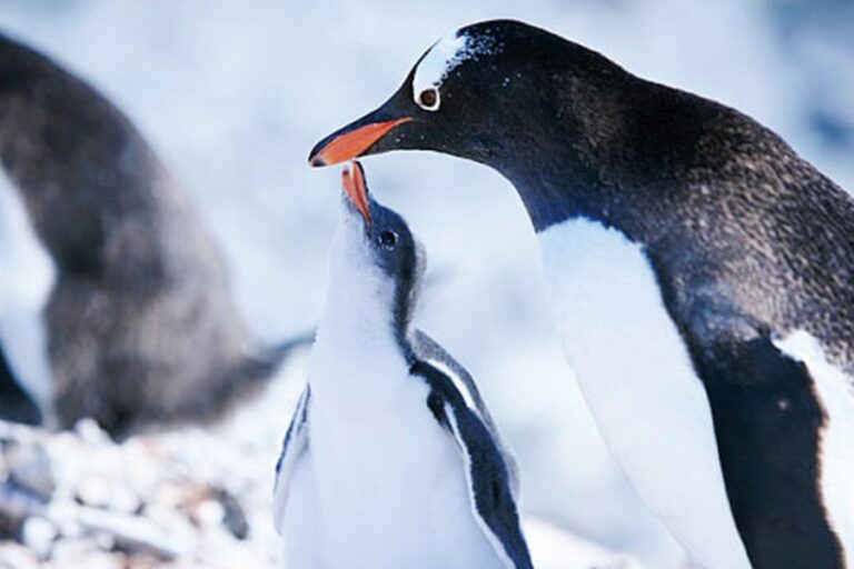 南極 | 探索冰山極地．南極圓夢之旅 Crossing 66º South Latitude Antarctic Circle
