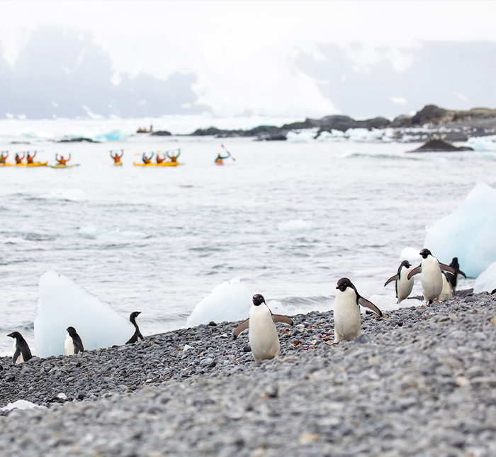 鷹飛國際旅行社 Infinity Tour | 南極 | 南極探險家 發現第七大陸 Antarctic Explorer Discovering the 7th Continent