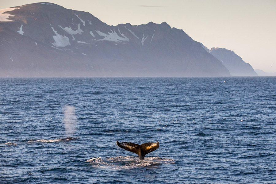2024-0507 adventures in northeast greenland glaciers fjords and the northern lights-image-3