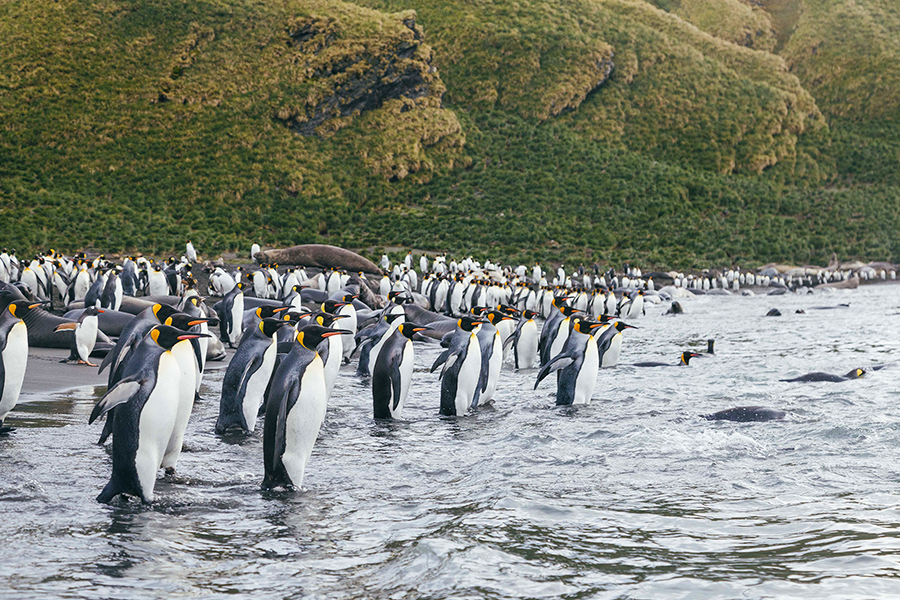 2024-0507 falklands south georgia and antarctica explorers and kings-image-11