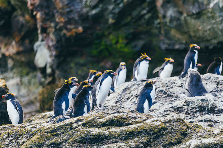 南極 | 福克蘭群島、南喬治亞島和南極洲 探險家與國王 Falklands, South Georgia, and Antarctica Explorers and Kings