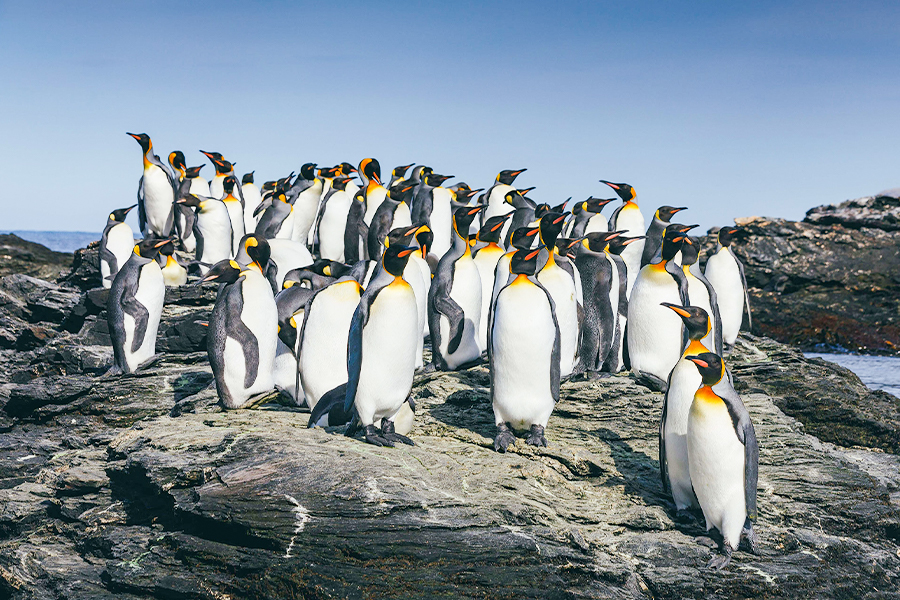 南極 | 南喬治亞島和南極半島：企鵝探險之旅 South Georgia and Antarctic Peninsula Penguin Safari
