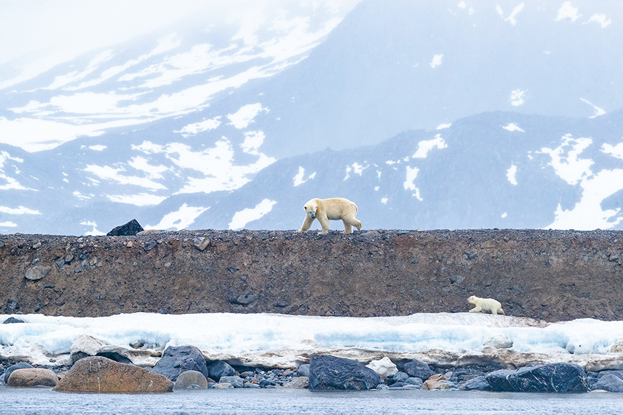 北極 | 斯匹次卑爾根探險家 北極野生動物之都 Spitsbergen Explorer Wildlife Capital of the Arctic