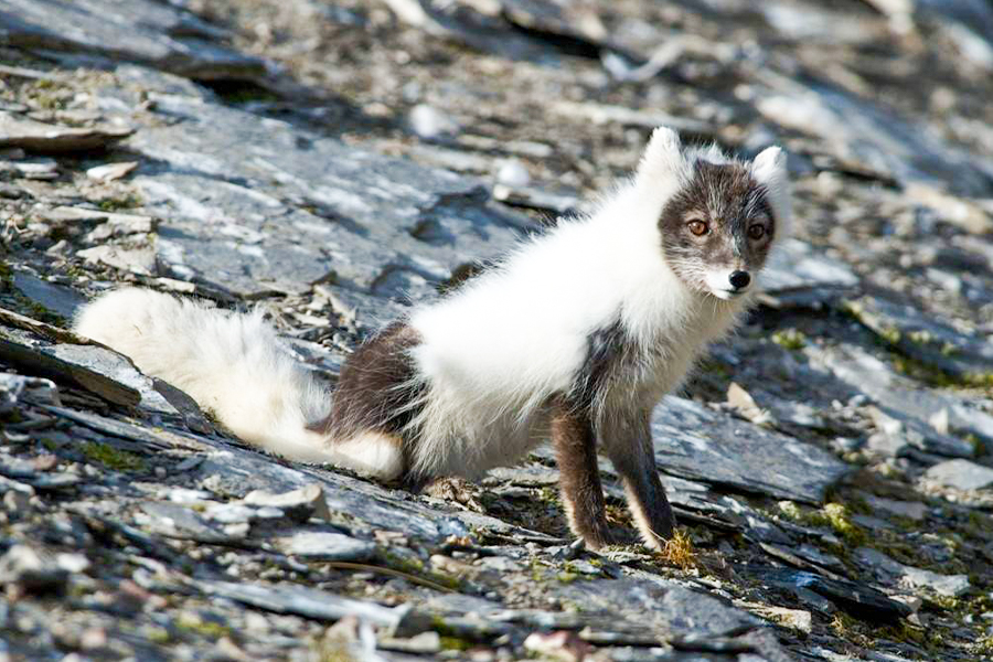 2024-0508 spitsbergen in depth big islands big adventure-image-3
