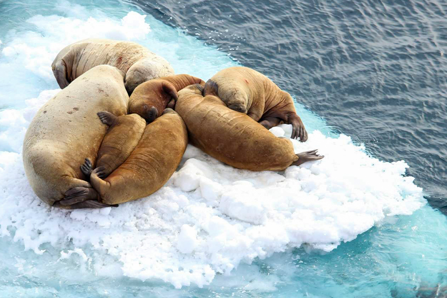 2024-0508 spitsbergen in depth big islands big adventure-image-5