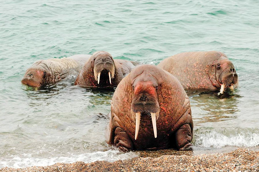 2024-0508 spitsbergen in depth big islands big adventure-image-7