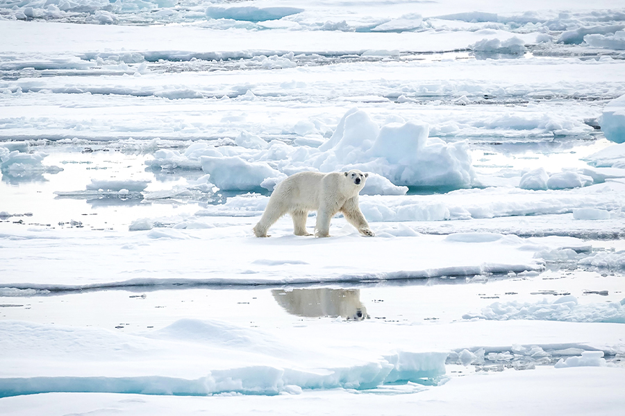 北極 | 斯匹次卑爾根島攝影 北極熊的領地 SPITSBERGEN PHOTOGRAPHY Domain of the Polar Bear