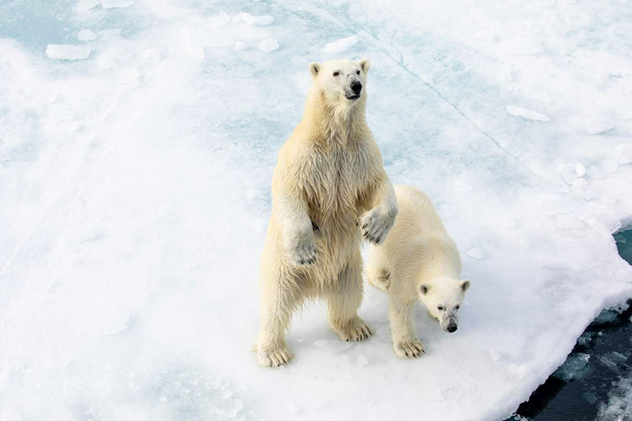 2024-0508 spitsbergen photography domain of polar the bear-image-7