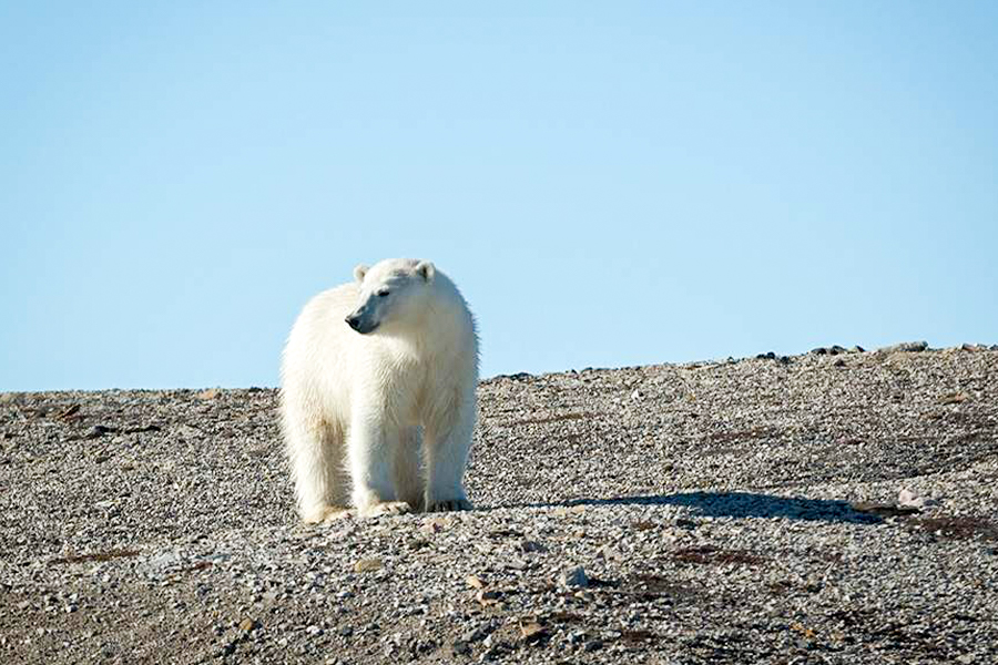 2024-0508 spitsbergen photography domain of polar the bear-image-8