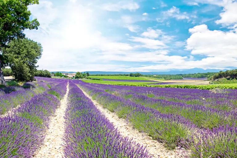 2024-0522 SECRETS OF THE RHÔNE WITH LAVENDER FIELDS-IMAGE