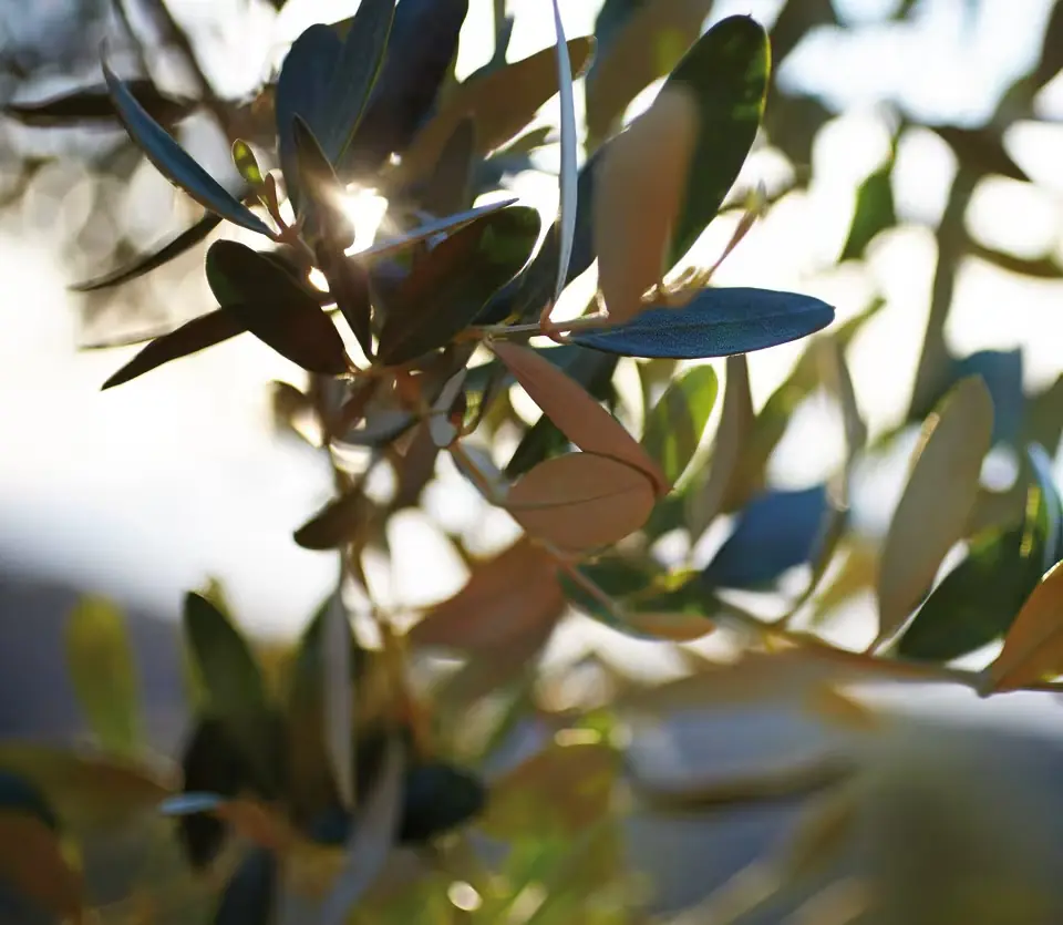 des-europe-spain-mallorca-deia-olive01 (1)