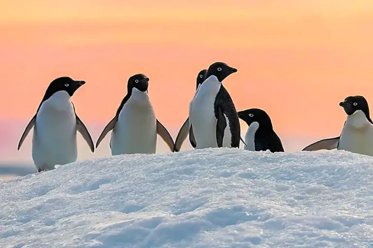 2024-0627 Unexplored East Antarctica & French Southern Lands-IMAGE-2