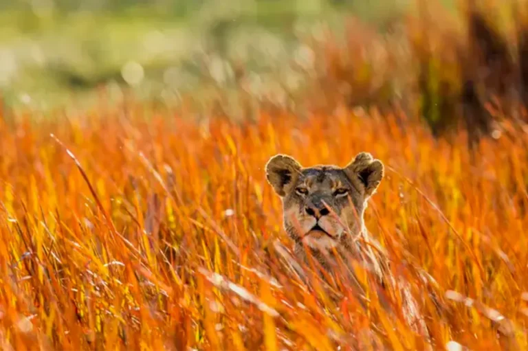 2025-0208-Southern Africa aboard the African Dream travel to the ends of the earth with extended stay at the Cape Peninsula (port-to-port cruise)-image-13