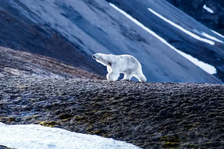 2024-0703 Iceland & Norway's Arctic Explorer-IMAGE