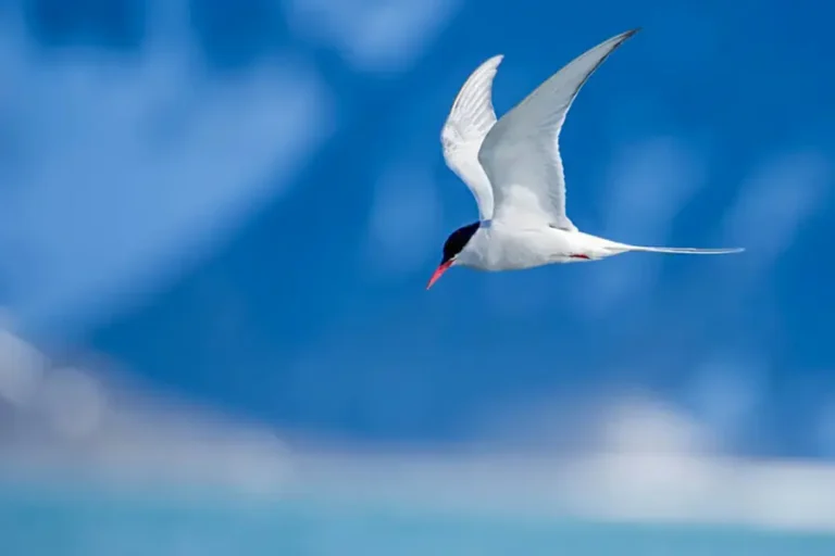 2024-0703 NEW! From the Arctic to Antarctica-IMAGE