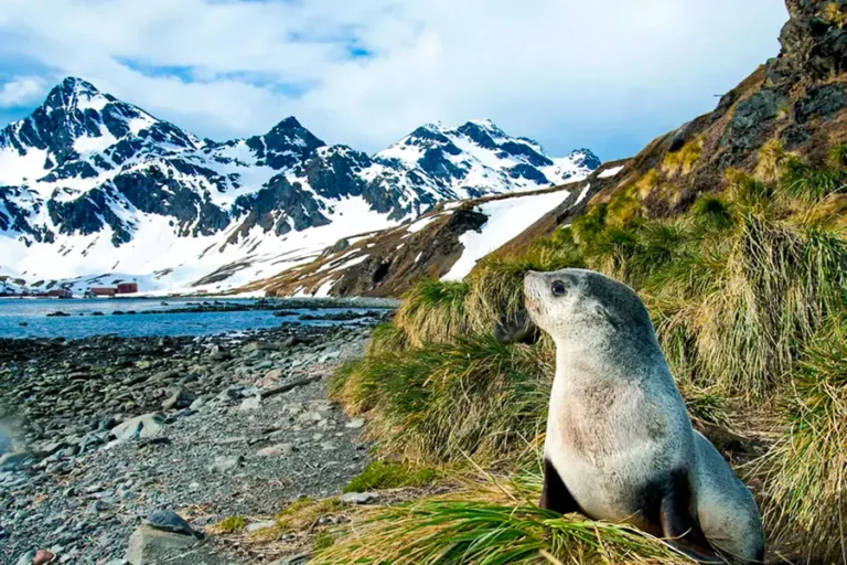 2024-0704 The Americas, Chile & Antarctica-image