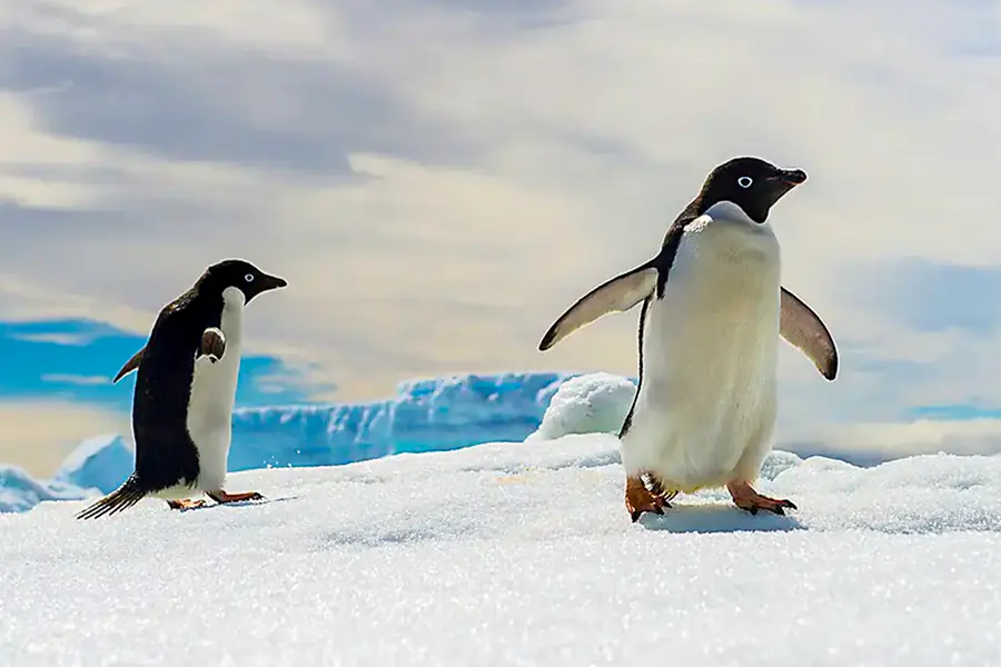 南極 | 南極洲：白色大陸－史密森尼之旅Antarctica: The White Continent – with Smithsonian Journeys