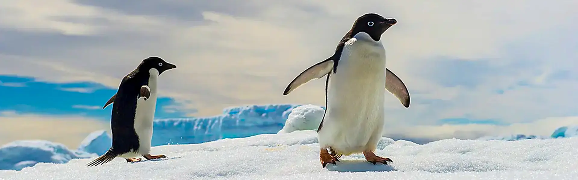 南極 | 南極洲：白色大陸－史密森尼之旅Antarctica: The White Continent – with Smithsonian Journeys