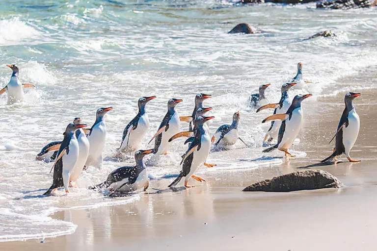 2024-0710 Ponant-The Southern Adventure-IMAGE