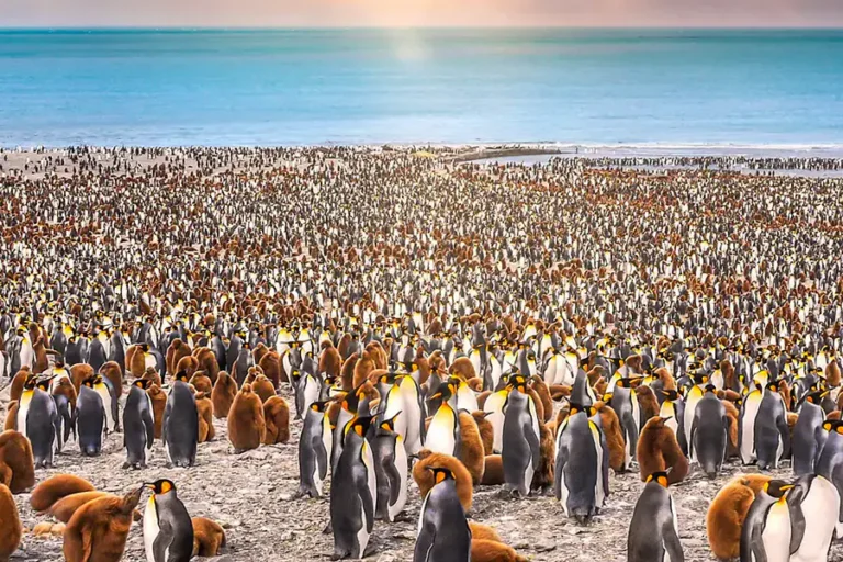 2024-0829 silversea-King George Island to Puerto Williams-image-1