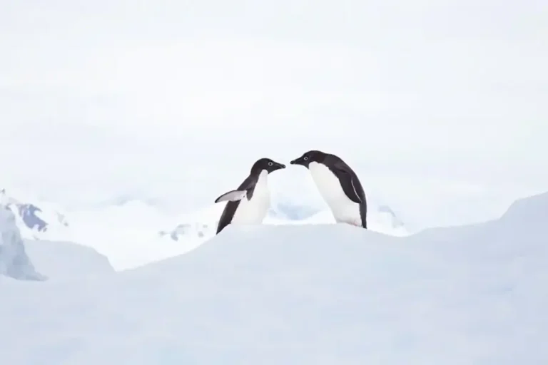 2024-0830-SILVERSEA-Buenos Aires to Puerto Williams-IMAGE-1