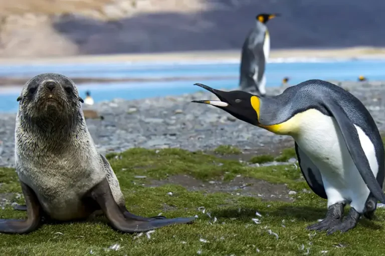 2024-0830 SILVERSEA-Puerto Williams to Cape Town-IMAGE-1