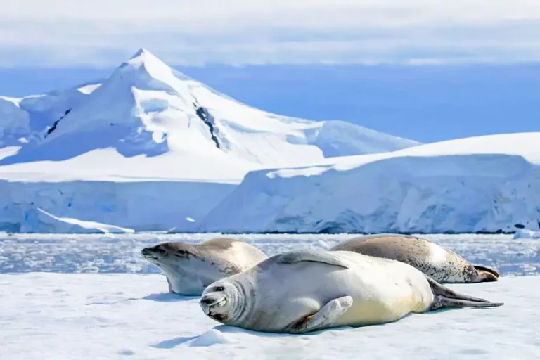 2024-0830 -SILVERSEA-Puerto Williams to Valparaiso-IMAGE-1