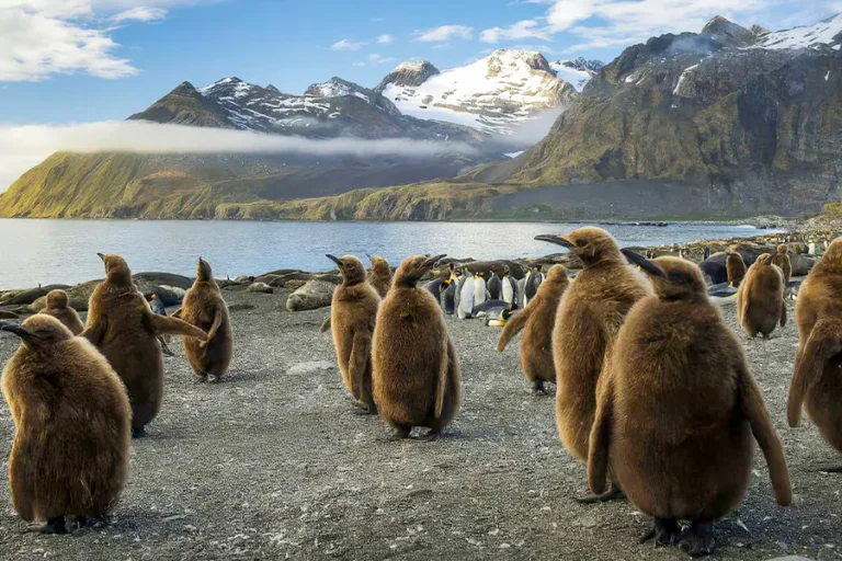 2024-0911 polar-latitudes-Falklands, S Georgia & Antarctica-IMAGE-1