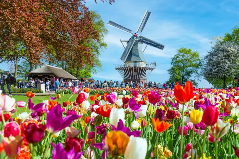 2024-1116 Holland in the Heart of Tulip Season-image-1