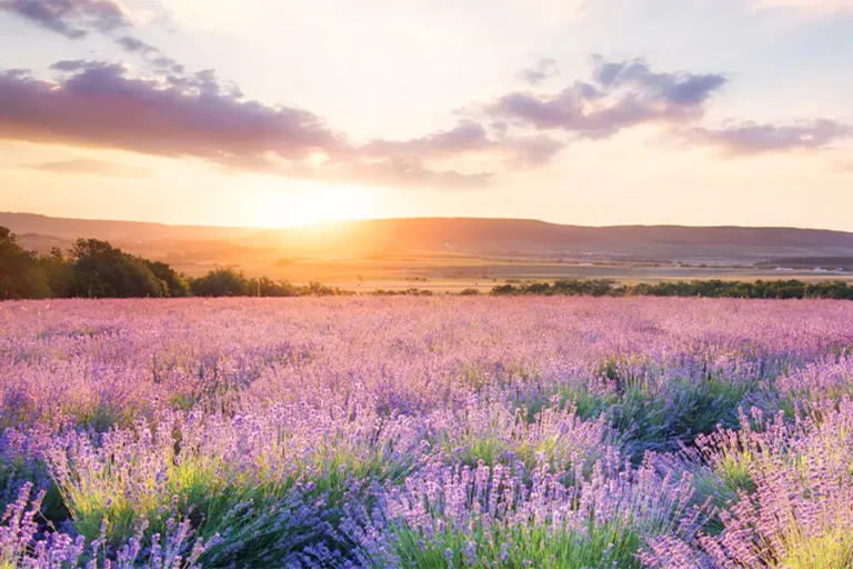 2024-1119 South of France Soirée With Pont du Gard, Rhône Delta & Lavender Fields-IMAGE