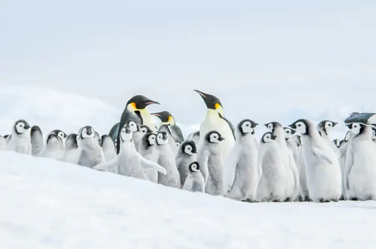 2024-1217 Weddell Sea – In search of the Emperor Penguin-image-3