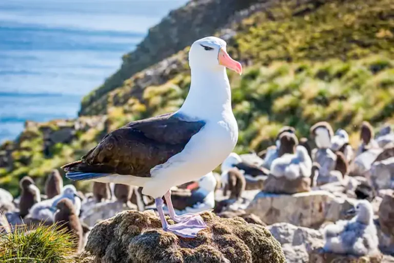 2025-0422 silversea-antarctica-image-10