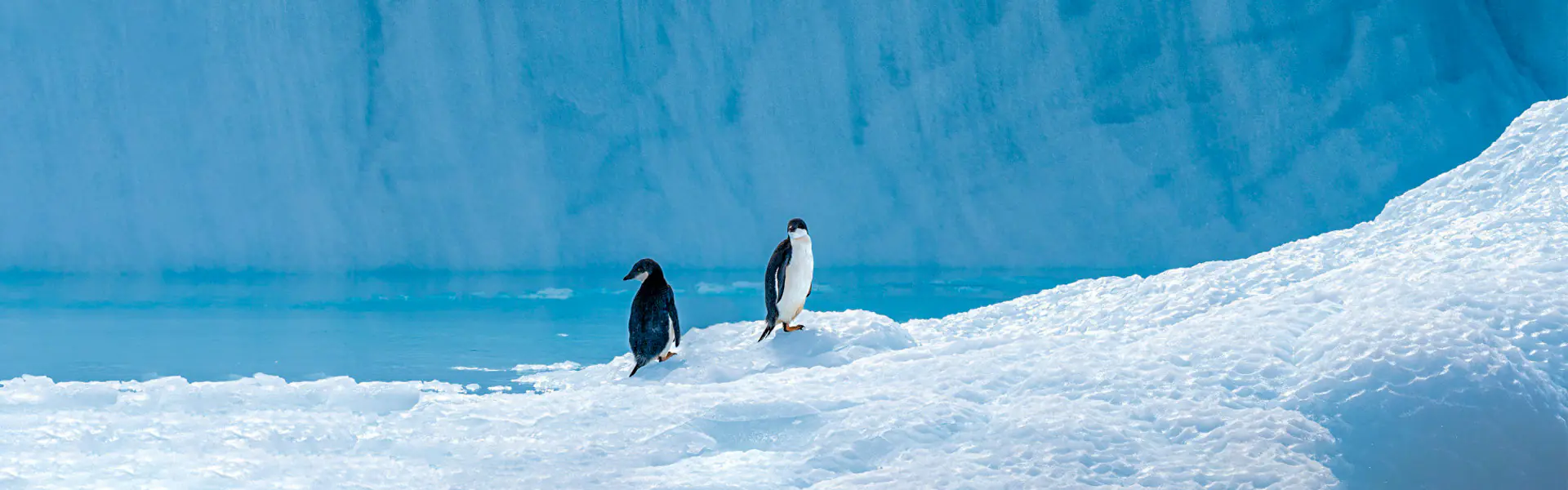 2025-0429-Ponant-Emblematic Antarctica-pc