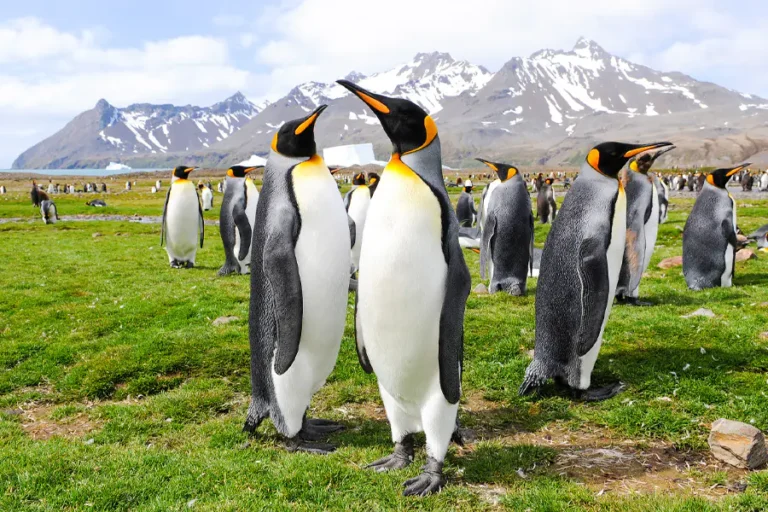 2025-0501 The Great Austral Loop-image-1