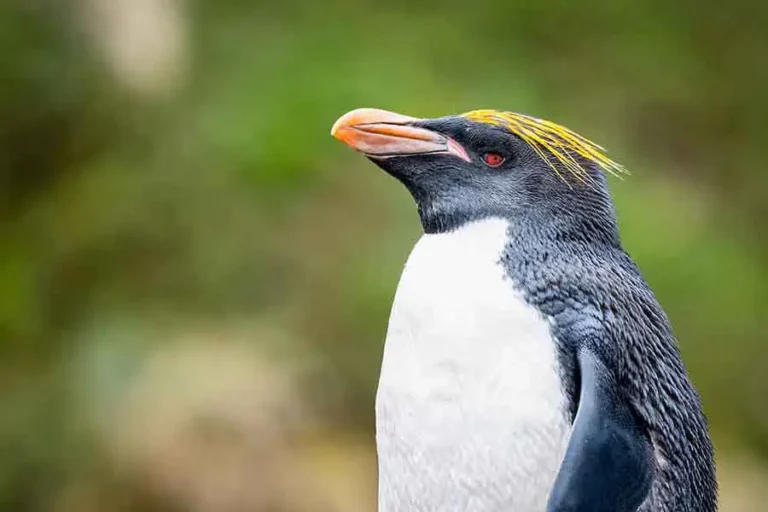 2025-0502-antarctica21-Falklands-(Malvinas),-South-Georgia-&-Antarctica-pc-4