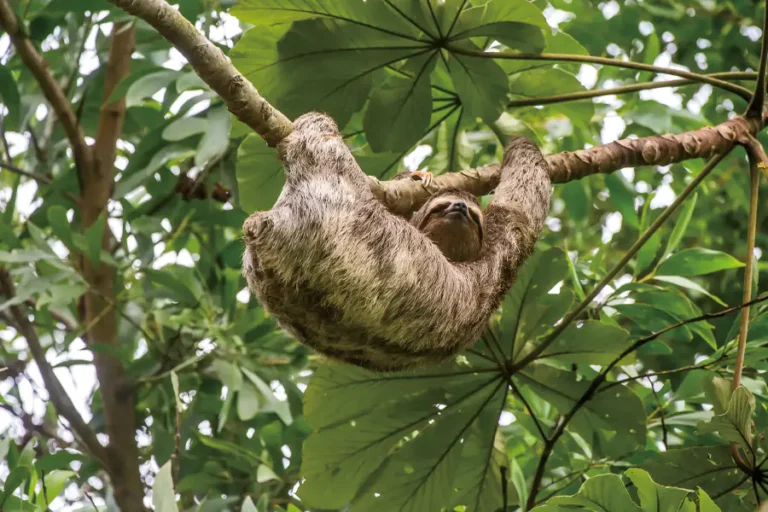 2025-0715-Amazon Explorer Cruise - Aqua Nera-IMAGE