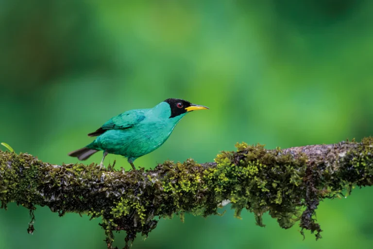 2025-0722-Amazon Expeditions Cruise Searching for Rare Species in the Amazon Region - Aqua Nera-IMAGE-1