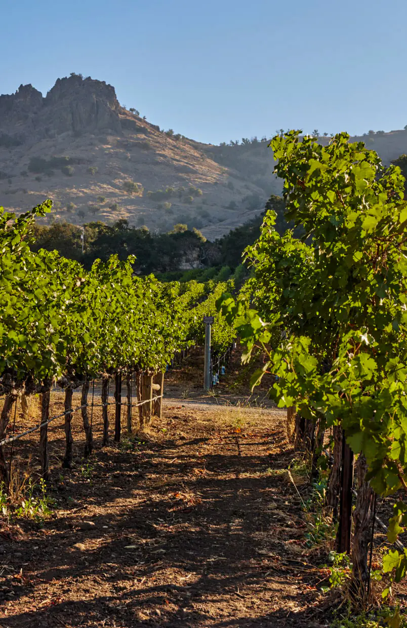 美國納帕谷Napa Valley | 此生必訪頂級十大酒莊！