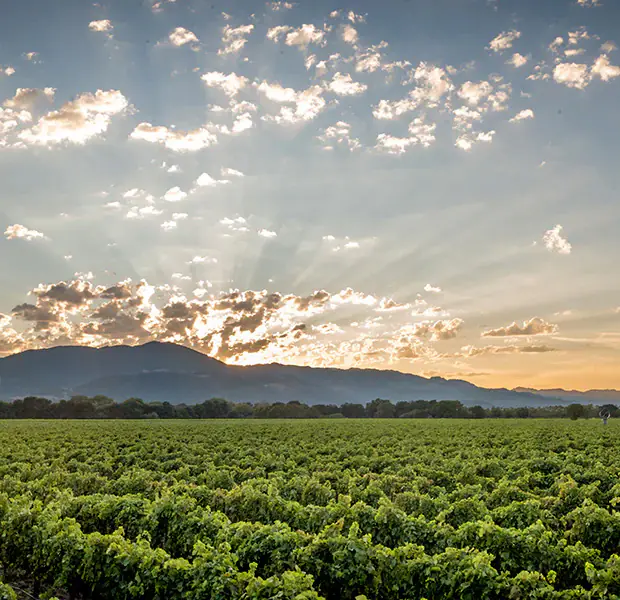 美國納帕谷Napa Valley | 此生必訪頂級十大酒莊！