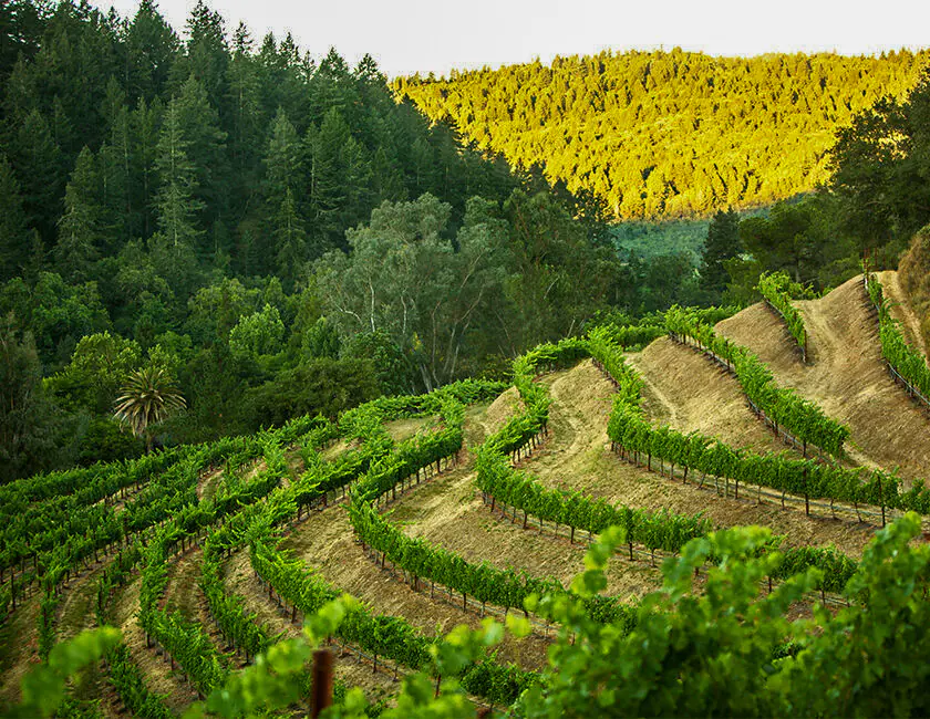 美國納帕谷Napa Valley | 此生必訪頂級十大酒莊！