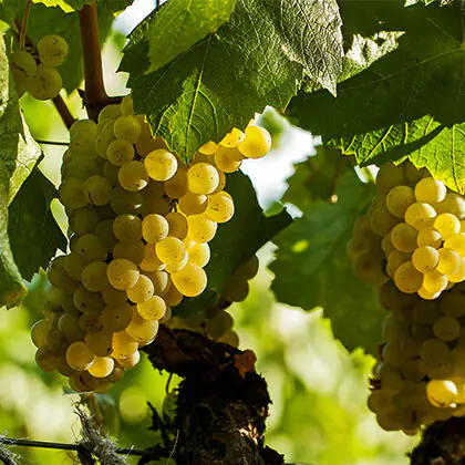 美國納帕谷Napa Valley | 此生必訪頂級十大酒莊！